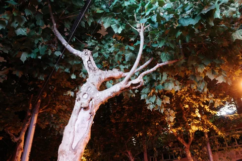 夜色中的树
