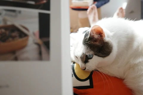 窗边休憩的猫