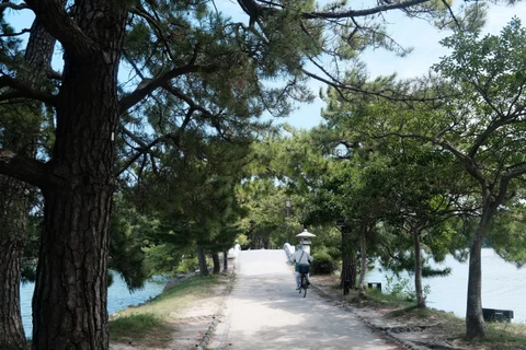树荫下的水边小路