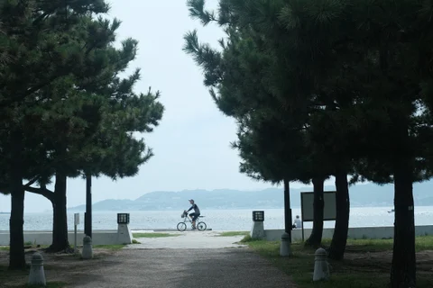 通向海边的林荫路