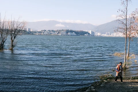 岸边的树与湖水