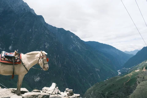 山谷中的白马